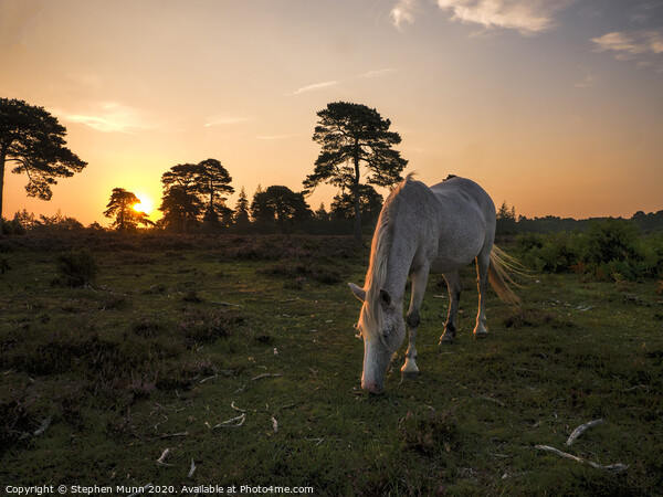 New Forest Pony at Rockford Common at dawn Picture Board by Stephen Munn