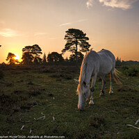 Buy canvas prints of New Forest Pony at Rockford Common at dawn by Stephen Munn