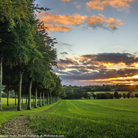 Buy canvas prints of Moor Crichel tree avenue at sunset, Cranborne Chase, Dorset by Stephen Munn