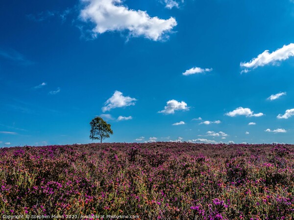New Forest Heather Picture Board by Stephen Munn