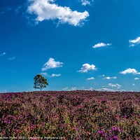 Buy canvas prints of New Forest Heather by Stephen Munn
