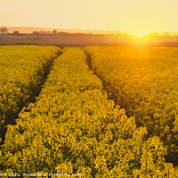 Buy canvas prints of Sunset over rapeseed field, Cranborne Chase, Dorset by Stephen Munn