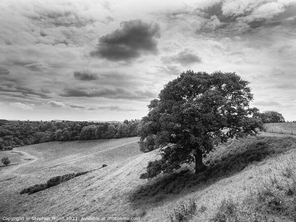 Somerset Valley Tree in black and white Picture Board by Stephen Munn