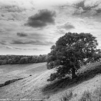Buy canvas prints of Somerset Valley Tree in black and white by Stephen Munn