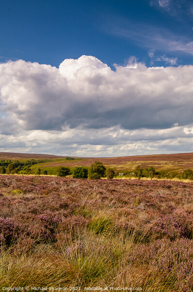 The heather moorland of the North Yorkshire Moors Picture Board by Michael Shannon