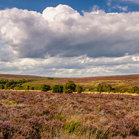 Buy canvas prints of The heather moorland of the North Yorkshire Moors by Michael Shannon