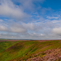 Buy canvas prints of Heather Moorland - The North Yorkshire Moors by Michael Shannon