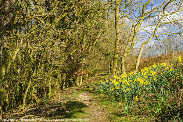 Daffodils in the Woods Picture Board by Michael Shannon