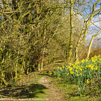 Buy canvas prints of Daffodils in the Woods by Michael Shannon