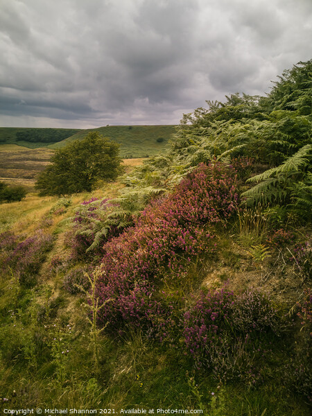 Bracken and Heather, Hole of Horcum Picture Board by Michael Shannon