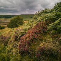Buy canvas prints of Bracken and Heather, Hole of Horcum by Michael Shannon