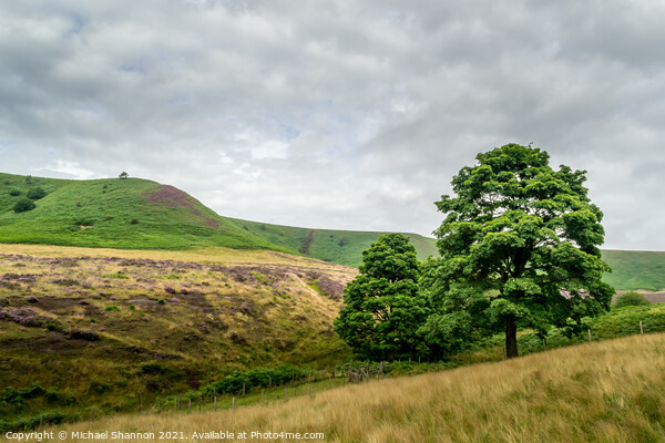 Oak Trees, Hole of Horcum Picture Board by Michael Shannon