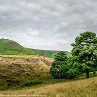 Buy canvas prints of Oak Trees, Hole of Horcum by Michael Shannon