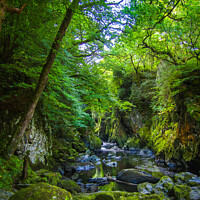 Buy canvas prints of Fairy Glen (Ffos Anoddun) near Betws-y-Coed in Wal by Michael Shannon