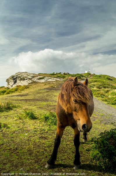 A brown horse / pony standing on top of the cliffs Picture Board by Michael Shannon
