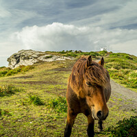 Buy canvas prints of A brown horse / pony standing on top of the cliffs by Michael Shannon
