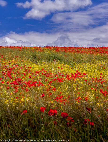 Poppy Field, Summer, Yorkshire Wolds Picture Board by Michael Shannon