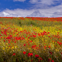 Buy canvas prints of Poppy Field, Summer, Yorkshire Wolds by Michael Shannon