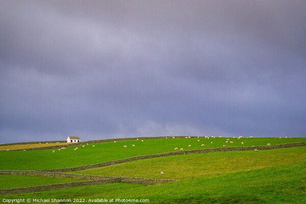 Stone Walls, Fields full of Sheep, Pennines Picture Board by Michael Shannon
