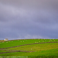 Buy canvas prints of Stone Walls, Fields full of Sheep, Pennines by Michael Shannon