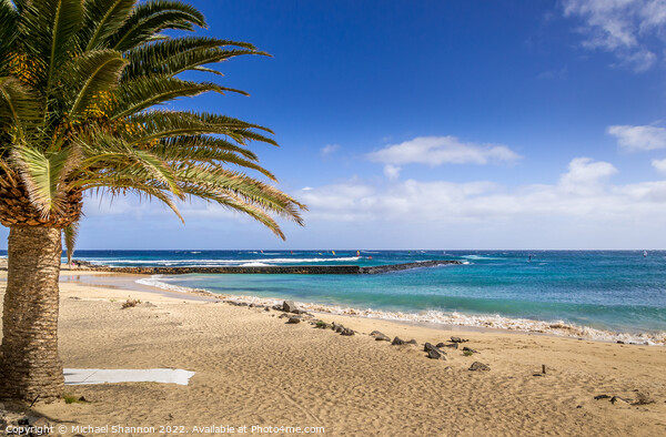 Palm Tree on the beach. Costa Teguise, Lanzarote Picture Board by Michael Shannon