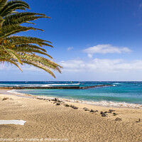 Buy canvas prints of Palm Tree on the beach. Costa Teguise, Lanzarote by Michael Shannon