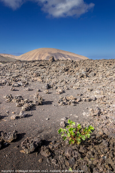 A plant growing amongst the lava fields in Timanfa Picture Board by Michael Shannon
