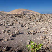 Buy canvas prints of A plant growing amongst the lava fields in Timanfa by Michael Shannon
