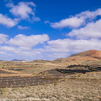 Buy canvas prints of Agricultural Landscape in the Timanfaya National P by Michael Shannon