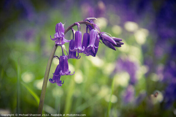 Close up of some Bluebell flowers Picture Board by Michael Shannon