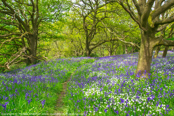 Path through the bluebells in the wood Picture Board by Michael Shannon