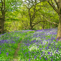 Buy canvas prints of Path through the bluebells in the wood by Michael Shannon