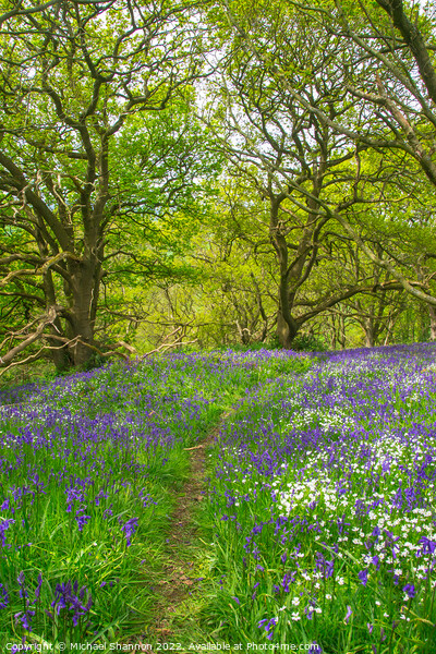 Springtime carpet of wild flowers (bluebells) in t Picture Board by Michael Shannon
