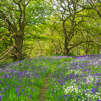 Buy canvas prints of Springtime carpet of wild flowers (bluebells) in t by Michael Shannon