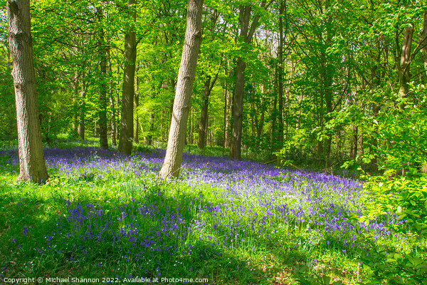 Carpet of Bluebells in the woods in Springtime Picture Board by Michael Shannon