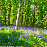 Buy canvas prints of Carpet of Bluebells in the woods in Springtime by Michael Shannon