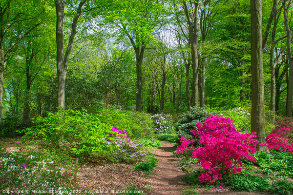 Rhododendrons flowering in British Woodland Picture Board by Michael Shannon