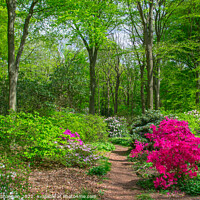 Buy canvas prints of Rhododendrons flowering in British Woodland by Michael Shannon