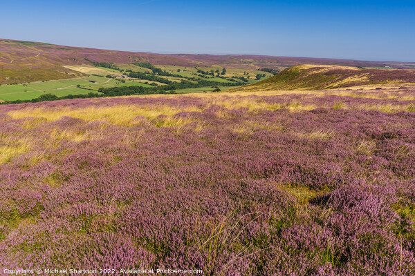 Purple Heather Moorland in Westerdale, North Yorks Picture Board by Michael Shannon