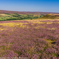 Buy canvas prints of Purple Heather Moorland in Westerdale, North Yorks by Michael Shannon