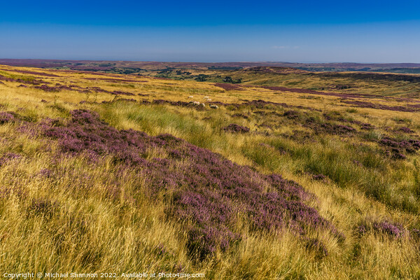 Westerdale, North Yorkshire Moors in Late Summer Picture Board by Michael Shannon