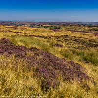 Buy canvas prints of Westerdale, North Yorkshire Moors in Late Summer by Michael Shannon