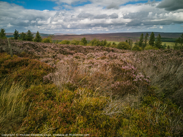 North Yorkshire Moors near Cowhouse Bank Picture Board by Michael Shannon