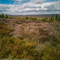 Buy canvas prints of North Yorkshire Moors near Cowhouse Bank by Michael Shannon