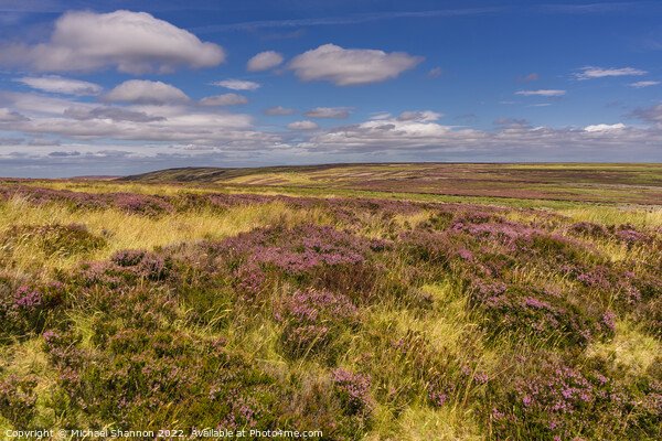Flowering heather North Yorkshire Moors Picture Board by Michael Shannon