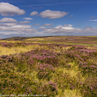 Buy canvas prints of Flowering heather North Yorkshire Moors by Michael Shannon