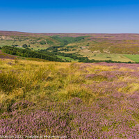 Buy canvas prints of Westerdale North Yorkshire Moors by Michael Shannon