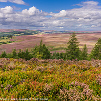 Buy canvas prints of View of Bilsdale from near Cowhouse Bank, North Yo by Michael Shannon