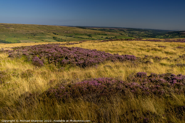 Patches of flowering heather in Rosedale, North Yo Picture Board by Michael Shannon