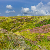 Buy canvas prints of Moorland landscape in late summer  by Michael Shannon